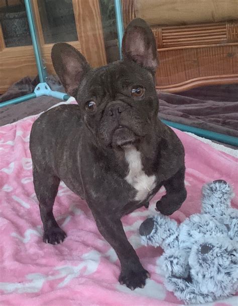 Chocolate Brindle Female French Bulldog: Choco - The French Bulldog