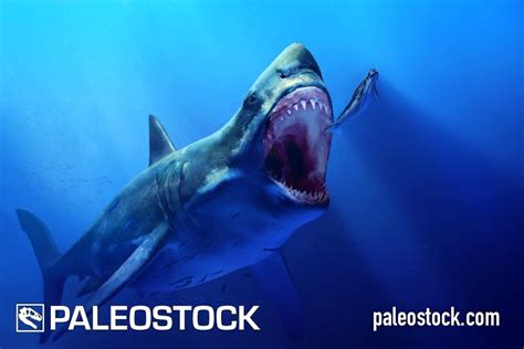 Megalodon stock image – Studio 252MYA