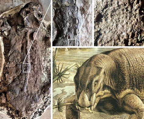 Species New to Science: [Paleontology • 2022] Taphonomy of Drought afflicted Tetrapods in the ...