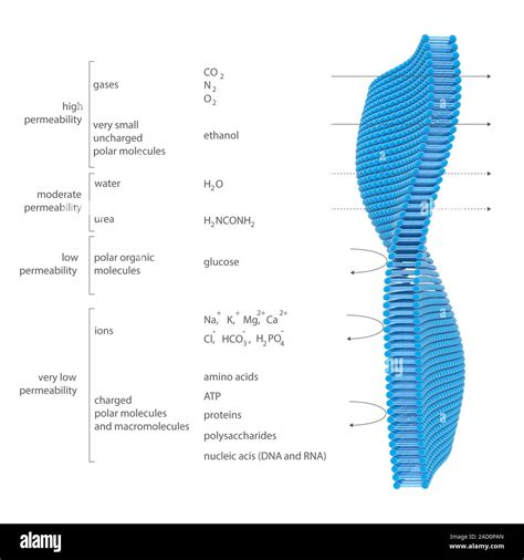 Membrane permeability. Illustration showing the relative permeability of a phospholipid bilayer ...