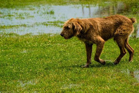 How To Treat A Dog After A Snake Bite - Snake Poin