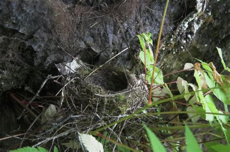 Hermit Thrush Nest --(Catharus guttatus)