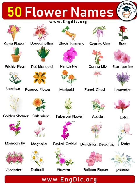 50 Flowers names with Pictures, Flower names list | Flower names, Different types of flowers ...