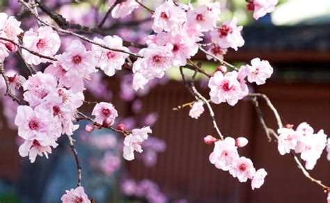 Japanese Cherry Blossom - Burke's Backyard