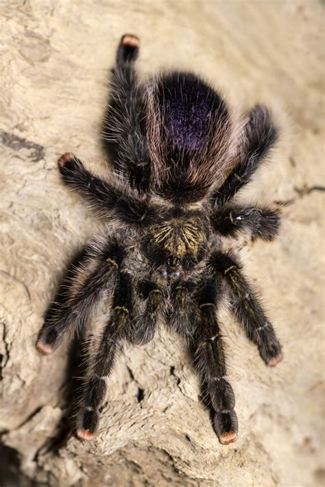 Spider Reproduction - The Herpetoculture Network