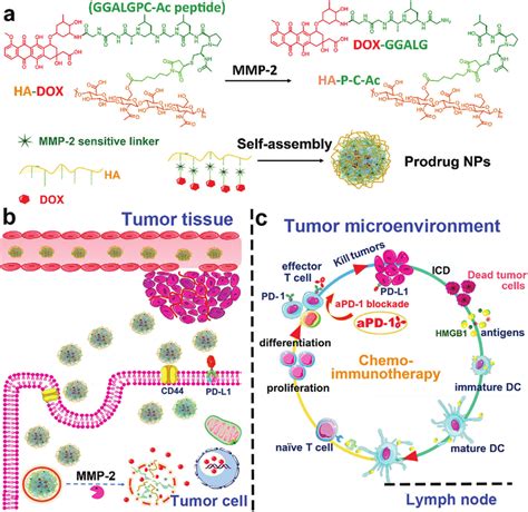 a) Chemical structure and synthesis of HA-linker-DOX and preparation of... | Download Scientific ...