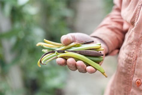 Fresh Vanilla beans stock image. Image of fresh, yellow - 55640453