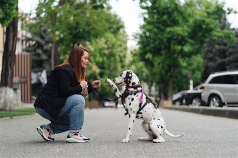 How to Train Dalmatians: 8 Effective Tips – Dogster