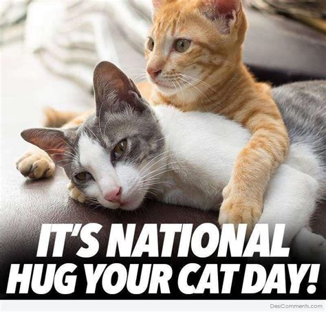 It’s National Hug Your Cat Day - Desi Comments