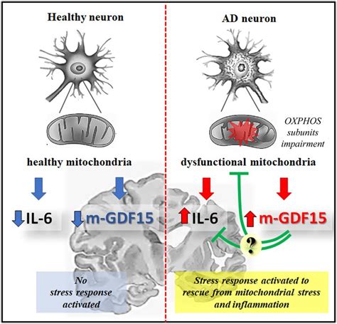 Frontiers | The expression pattern of GDF15 in human brain changes during aging and in Alzheimer ...