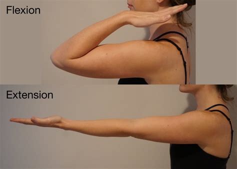 flexion-extension - Shoulder & Elbow