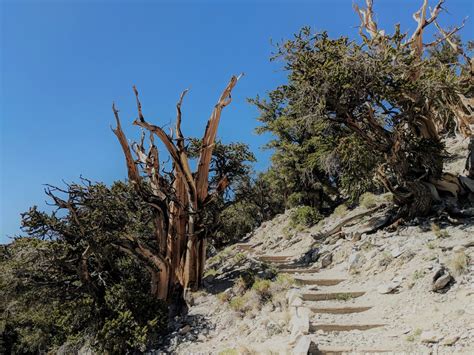 Day Trip to Ancient Bristlecone Pine Forest