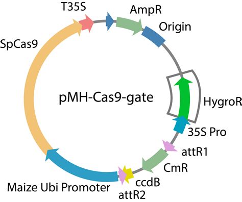 CRISPR – The Bezanilla Lab