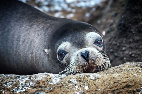 Woeful Sea Wolf Photograph by John Haldane - Pixels