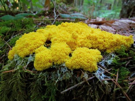 fungus on buildings - Google Search | Fungi, Slime mould, Protists