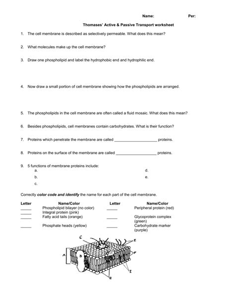 Active & Passive Transport Worksheet