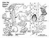 American Desert Animals – Coloring Nature sketch template