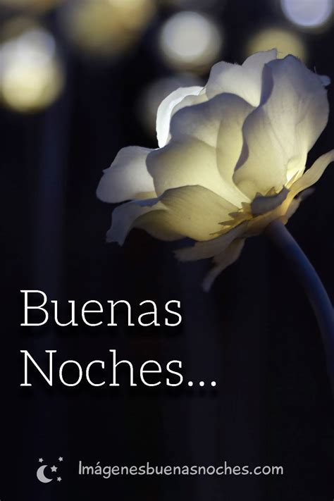 Flores Buenas Noches