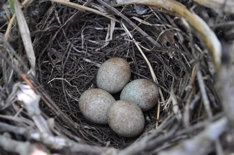 Brown Thrasher Nest Made of Sticks with Four Eggs | Toxostom… | Flickr