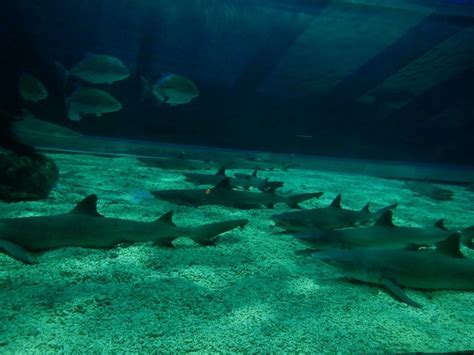 Sharks in the aqaurium at The Manila Ocean Park - Slickster Magazine