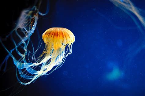 Design A Device That Can Safely Collect A Jellyfish - Science Friday