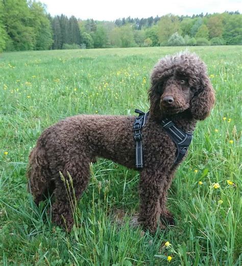 Moyen Poodle: What Makes This Medium Furball Stand Out?