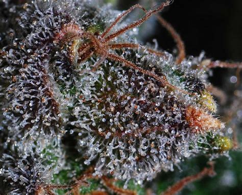 Cannabis Trichomes: What You Need to Know! | Grow Weed Easy