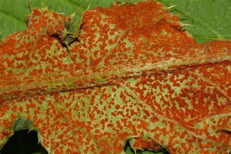 Puccinia ~ Everything You Need to Know with Photos | Videos