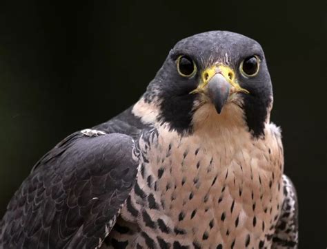 How Much Does a Falcon Cost? - My Bird Garden