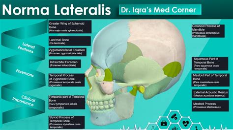 Anatomy of Skull | Norma Lateralis- Includes Bones, Attachments, Features and Clinical ...