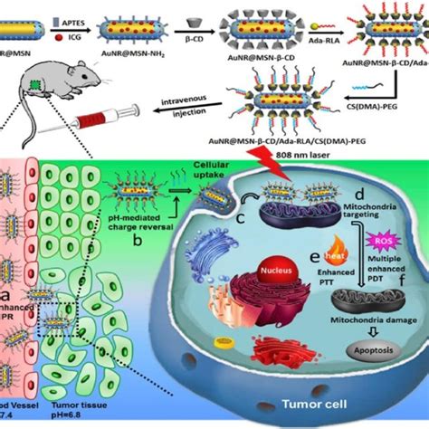 (PDF) Inorganic Nanoparticles Applied for Active Targeted Photodynamic Therapy of Breast Cancer