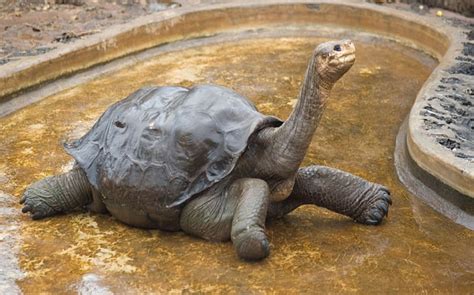 Could Lonesome George 'return' from extinction?