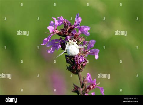 White Widow Spider Stock Photo - Alamy