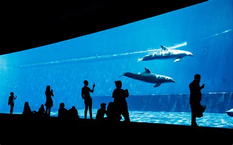 Book Aquarium of Genoa Tickets | Reserved Entry & Combos