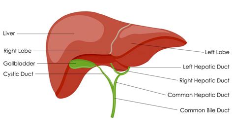 What is the Role of the Liver in Metabolism? (with pictures)