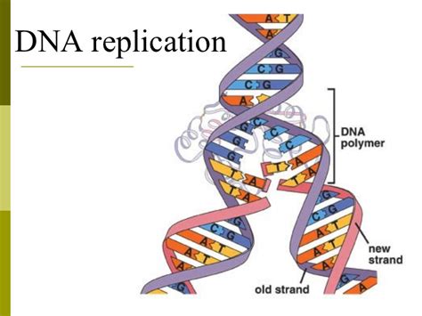 How is protein synthesis different from DNA replication? | Socratic