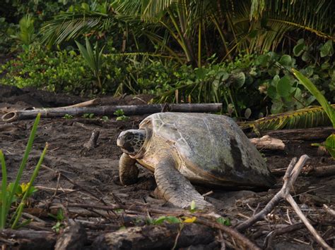 Tortuguero Weekend Excursion for Adults