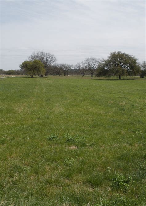 Texas Wintergrass | Native American Seed