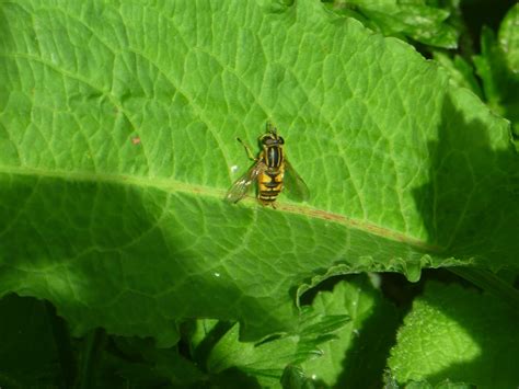 Crafty Green Poet: A Sunfly in the Sun