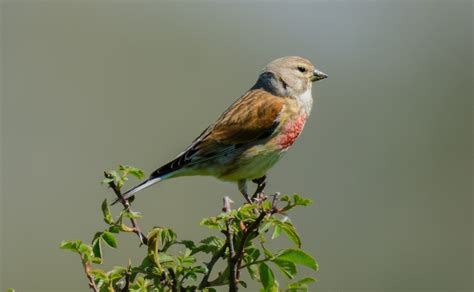 Hawfinch Facts: Identification, Diet, Migration Info etc. - Binocular Base