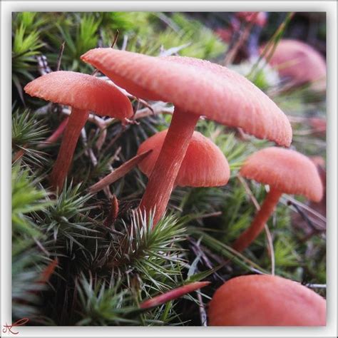 pink mushroom - Google Search and http://pinterestpi.blogspot.com ...