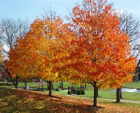 Shade Trees for Sale | FastGrowingTrees.com