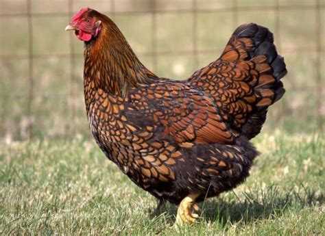 Top 10 Egg Laying Chicken Breeds in Australia - Somerzby Pet Products ...