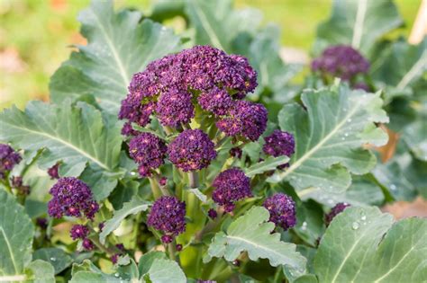 How To Grow Purple Sprouting Broccoli | DIY Garden