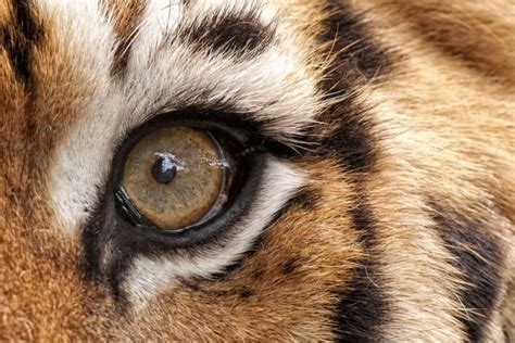 Mesmerizing Eyes Photography (20 pics)