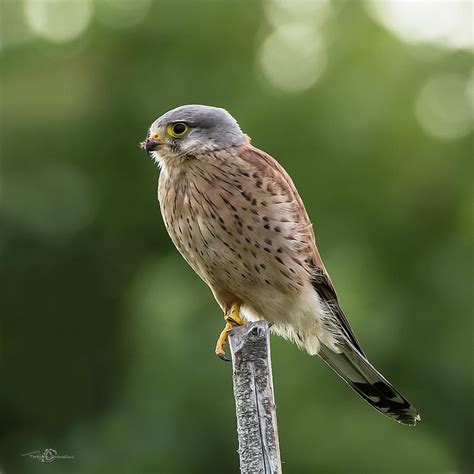 The male Kestrel hunting on top of a round pole Photograph by Torbjorn ...