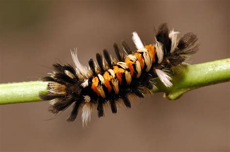 Milkweed Tussock Moth caterpillar (Euchaetes egle) Westford Photograph ...