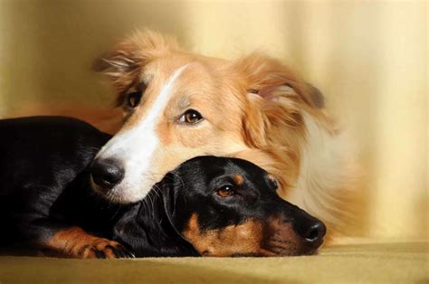 Border Collie-Dachshund mix combines best of parent breeds