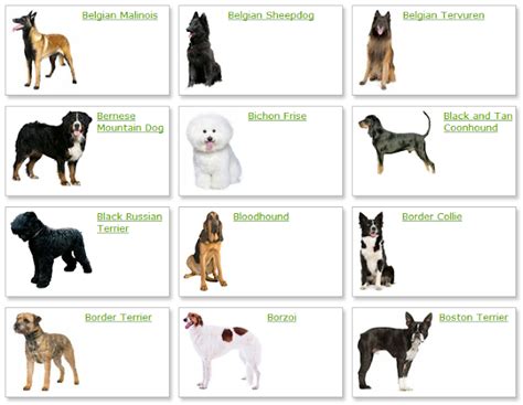 Dog Breeds List With Picture | Dog Breeds Alphabetical - Dogs Breeds Guide