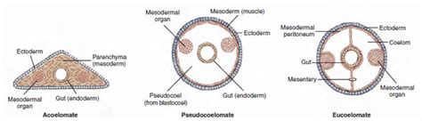 Pseudocoelomates | Pseudocoelomate Animals | The Diversity of Animal Life